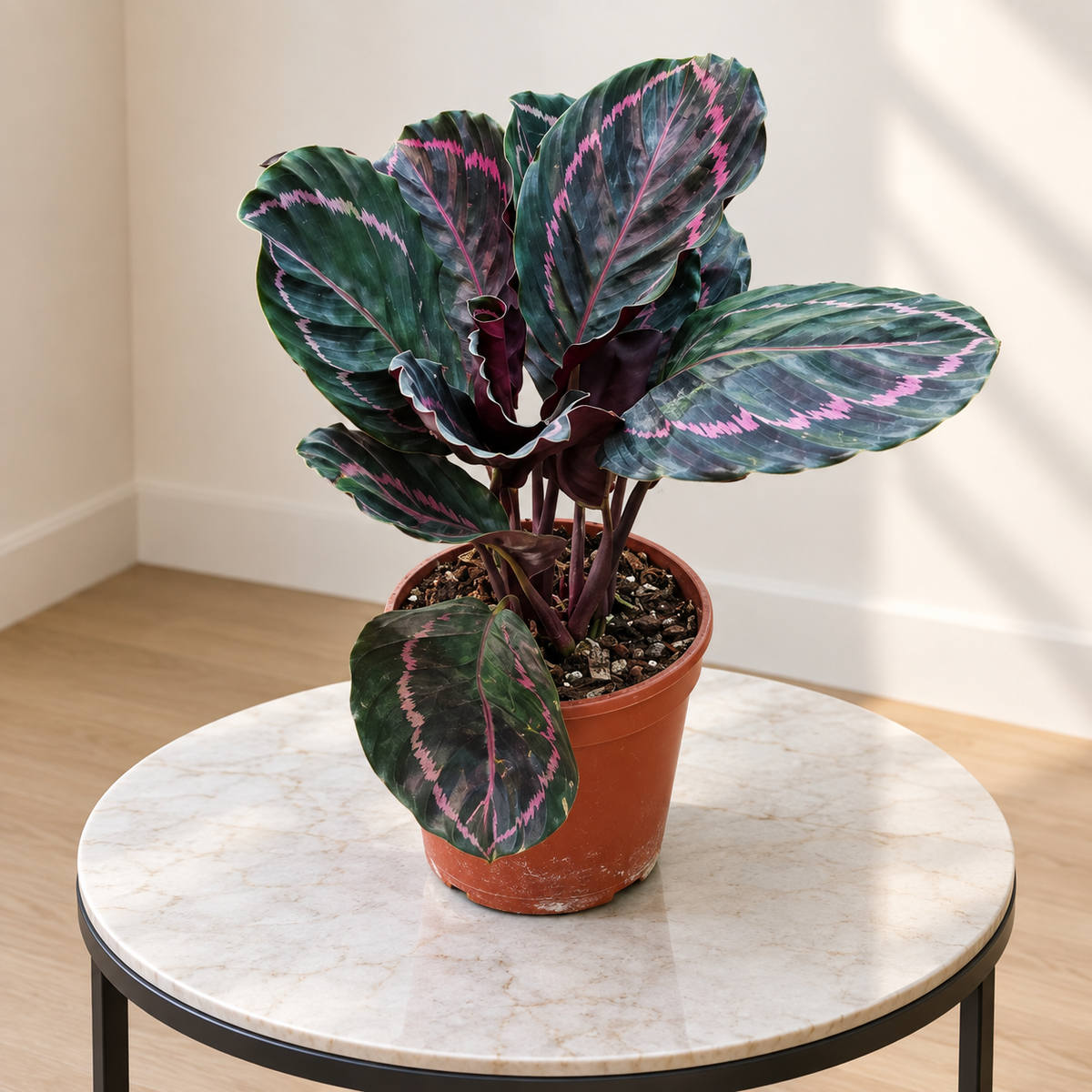 Calathea Roseopicta Dottie Plant in 6 inch nursery pot– Pink Calathea Indoor Plant