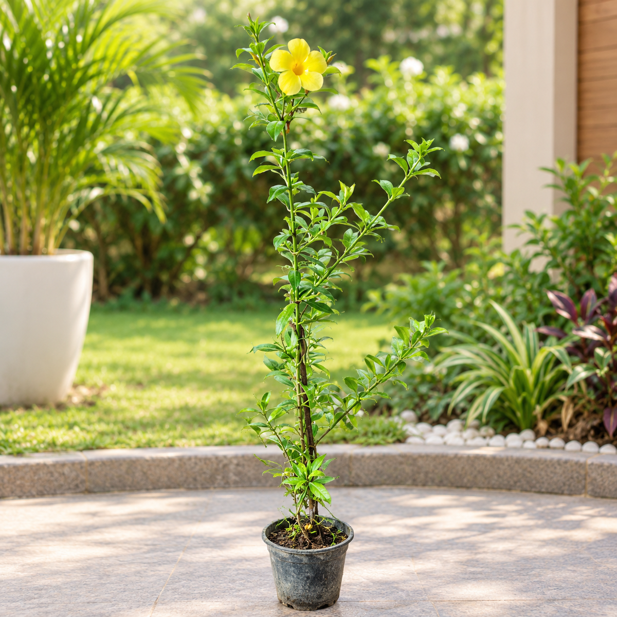 Almonda plant(any colours )in 6 inch pot