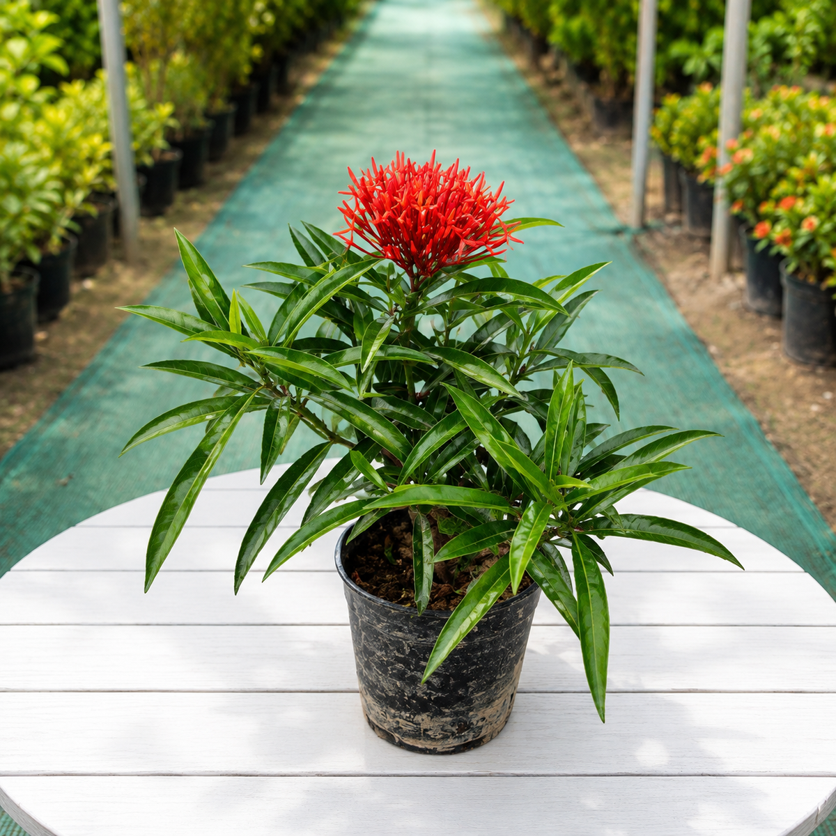 Axora Red plant in 6 inch Nursery pot