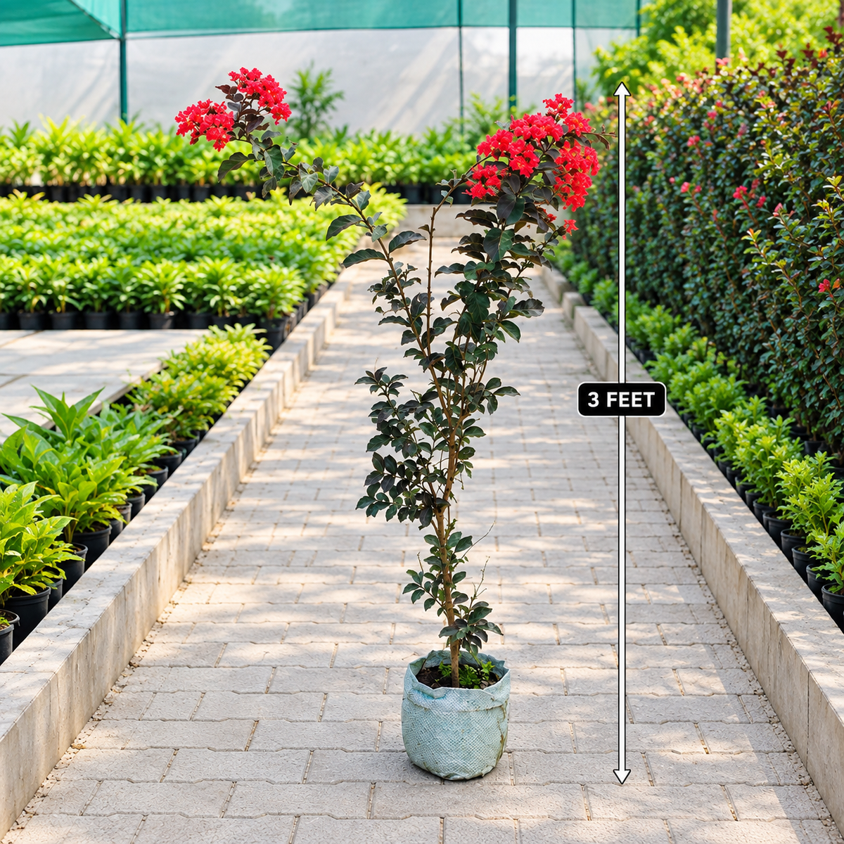 Lagerstroemia Indica Samli Plant – Red Flowering Plant in 6 Inch Nursery Bag