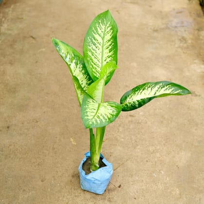 Dieffenbachia Plant in 5 inch nursery bag Plantncr