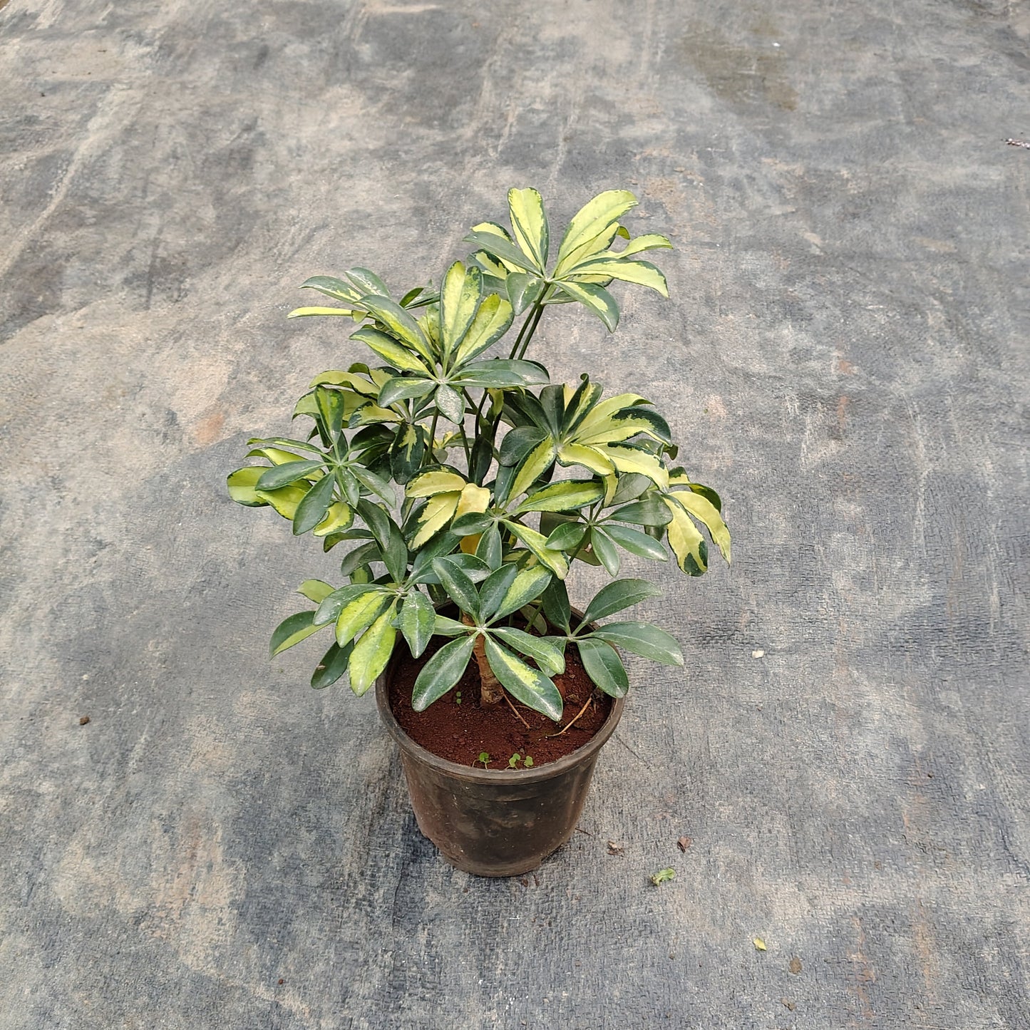 Close-up of the yellow and green hand-shaped leaves of a Schefflera plant