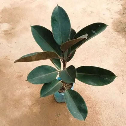 Rubber plant in 7 inch polybag