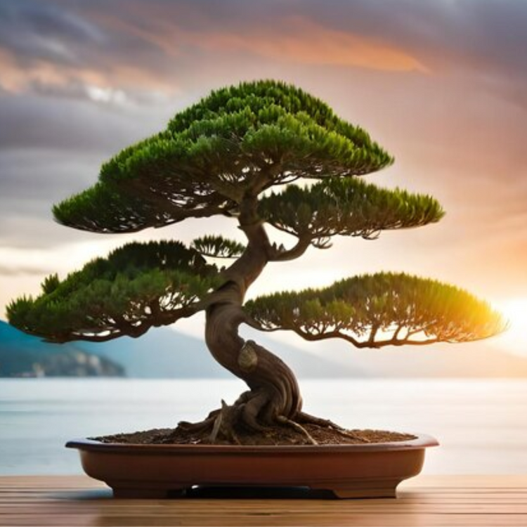 Bonsai Plantncr