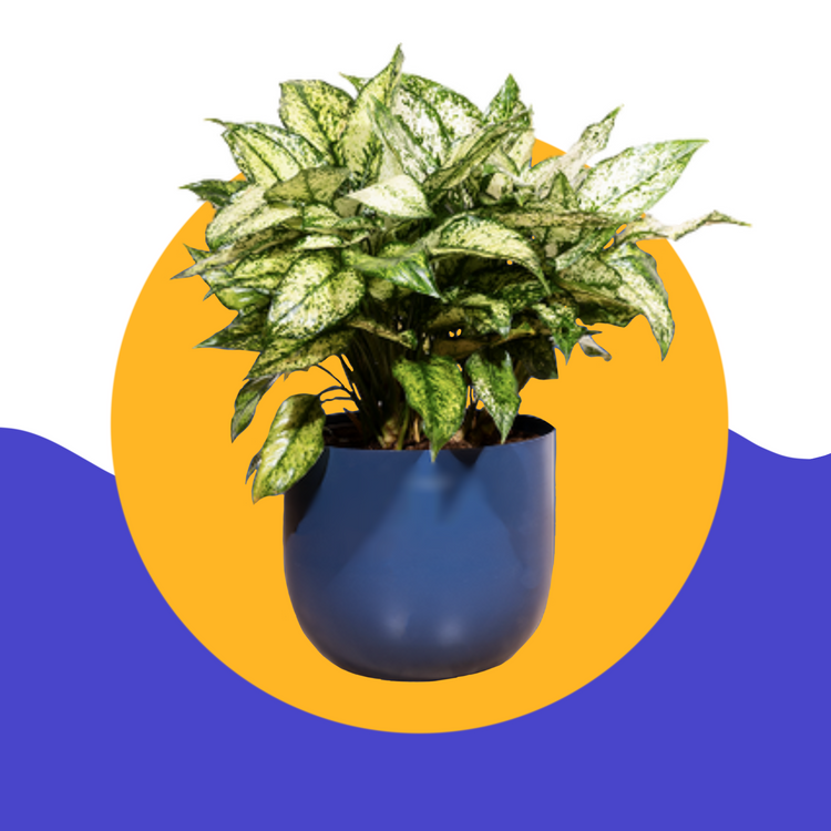 Indoor-plants Plantncr