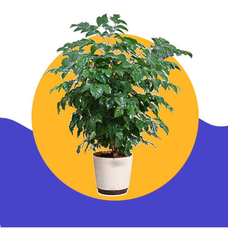 Outdoor-plants Plantncr