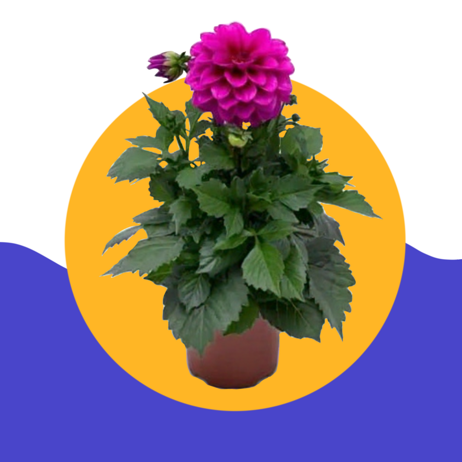 Seasonal-plants Plantncr