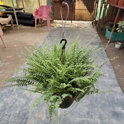 Green Fern (Phlebodium aureum) - Decorative Indoor Foliage (Plant in basket )