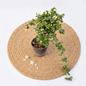 Arabian Jasmine (Mogra) Plant – in 7 inch nursery pot for Home & Balcony