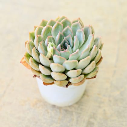 Vishnu Kamal Succulent plant in 3 inch white pot Plantncr