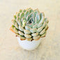 Vishnu Kamal Succulent plant in 3 inch white pot Plantncr