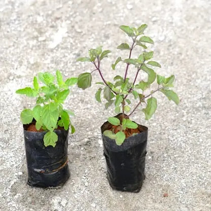 Tulsi (Rama, Shyama) plant in 4 inch polybag Plantncr