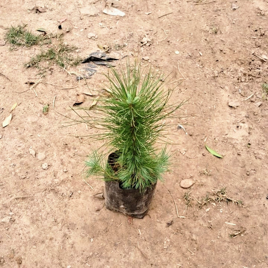Potted pine tree on a dirt ground