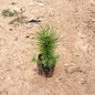 Potted pine tree on a dirt ground