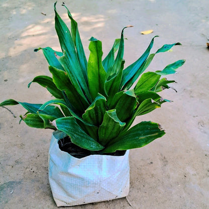 Dracaena Compacta indoor plant in 6 inch nursery bag Plantncr