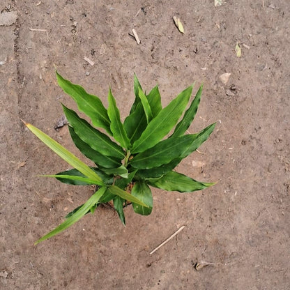 Elaichi Plant (Cardamom) - Fresh Aromatic Herb - 4 Inch Nursery Bag