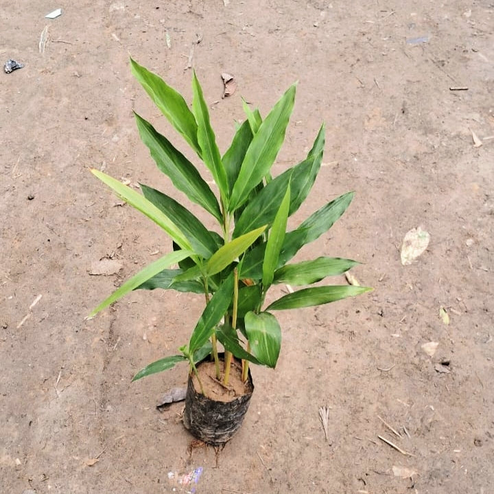 Elaichi Plant (Cardamom) - Fresh Aromatic Herb - 4 Inch Nursery Bag