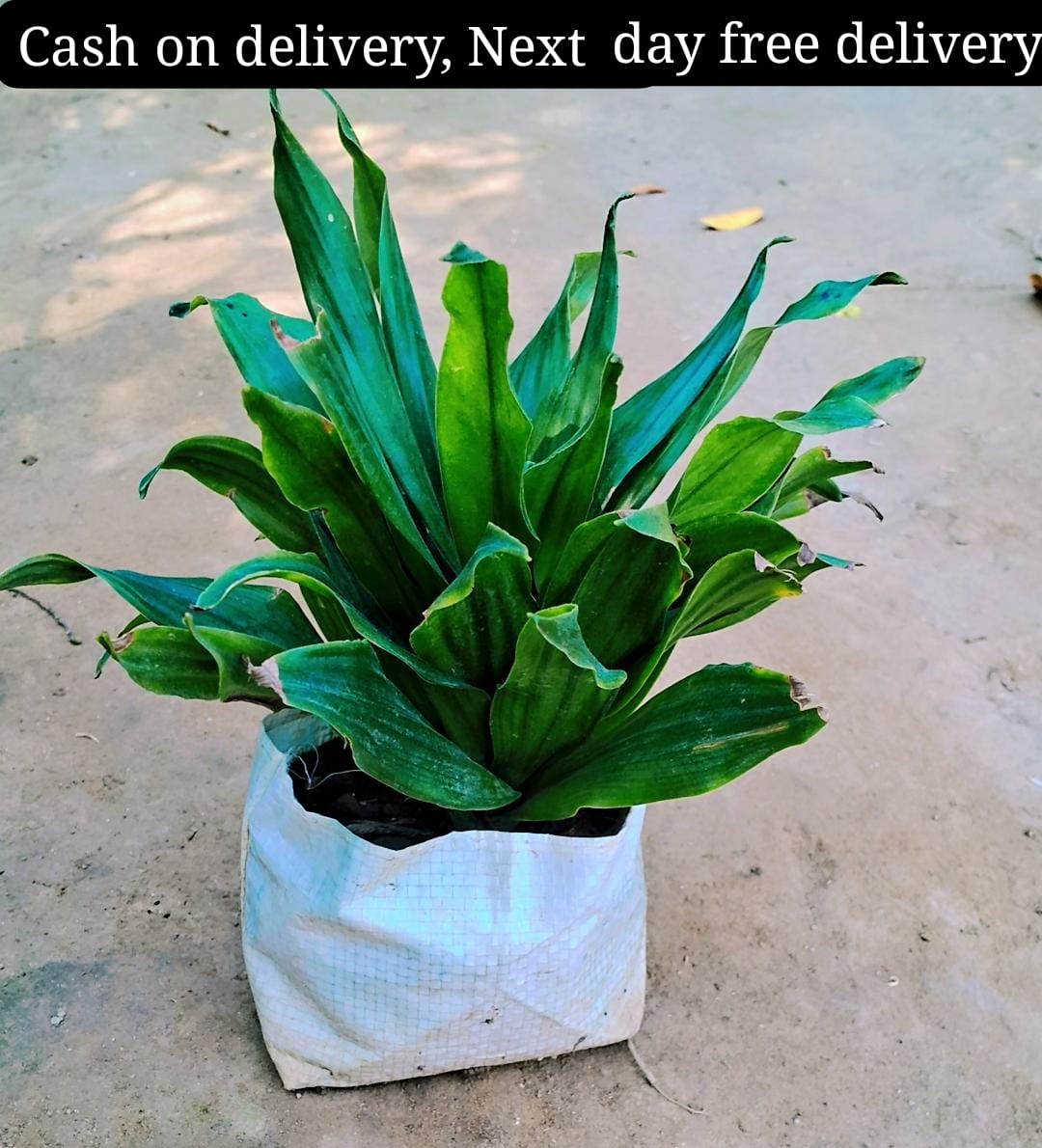 Dracaena Compacta indoor plant in 6 inch nursery bag Plantncr