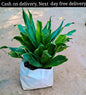 Dracaena Compacta indoor plant in 6 inch nursery bag Plantncr
