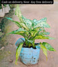 Aglaonima snow white plant in 6 inch polybag Plantncr