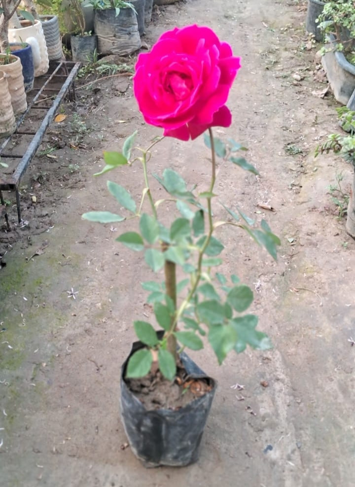 Red Rose plant in 4 inch polybag Plantncr