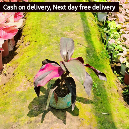 Dracaena Ruby big leaf plant in 6 inh nursery bag Plantncr