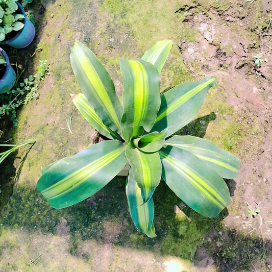 Dracaena fragrans plant in 6 inhc nursery bag Plantncr