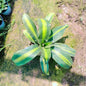 Dracaena fragrans plant in 6 inhc nursery bag Plantncr