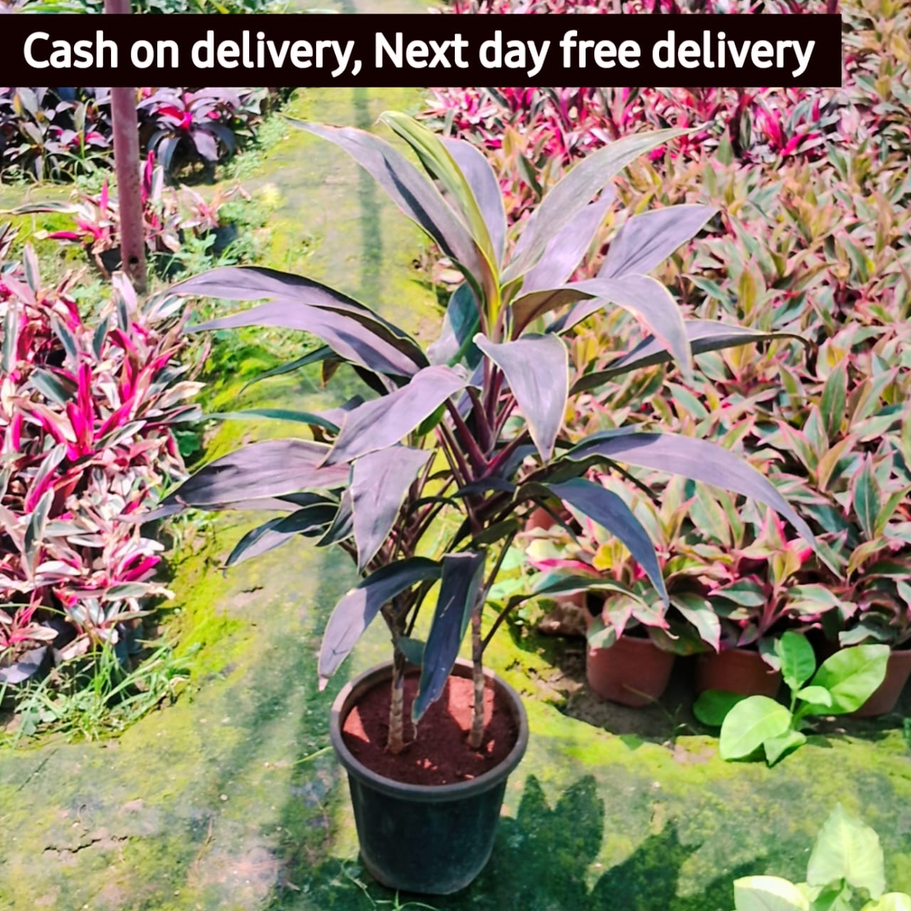 Dracaena hawaiian red plant in 8 inhc nursery pot Plantncr