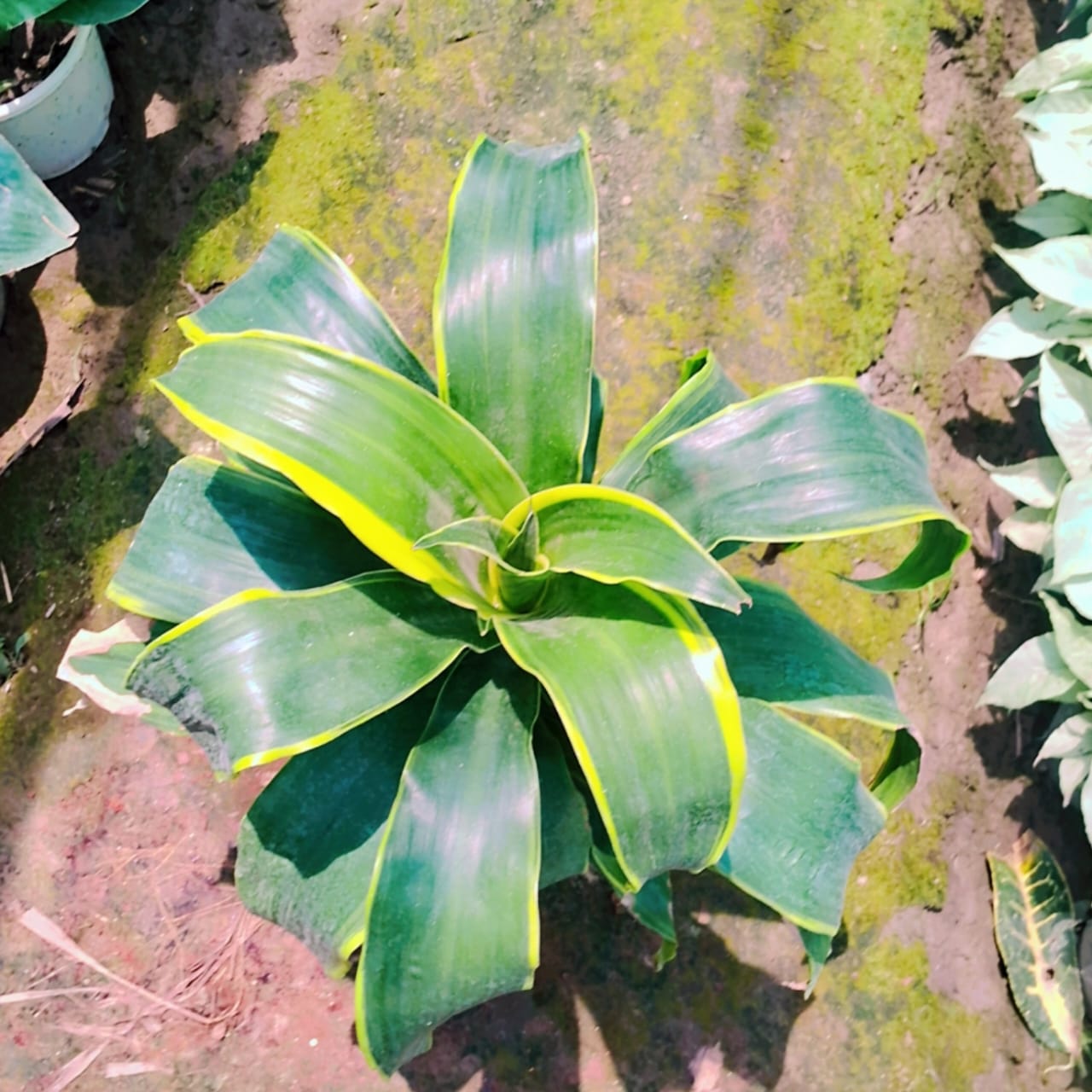 Dracaena fragrans plant in 8 inhc nursery pot Plantncr