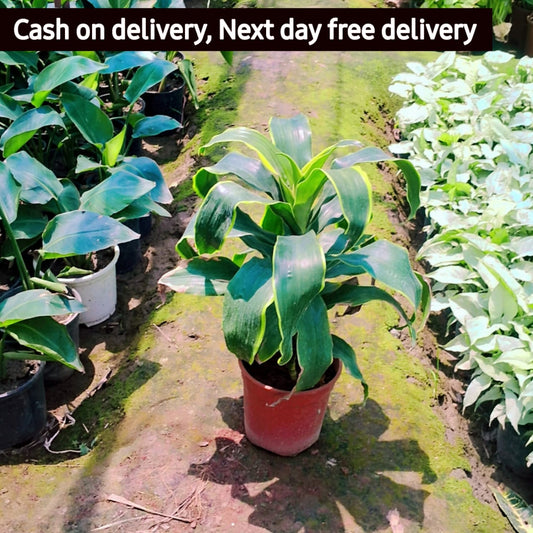 Dracaena fragrans plant in 8 inhc nursery pot Plantncr