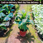 Dracaena fragrans plant in 8 inhc nursery pot Plantncr