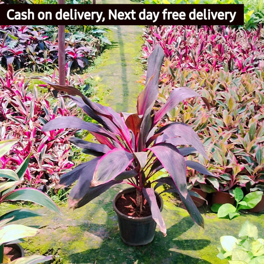 Dracaena red bird plant in 8 inch nursery pot Plantncr