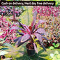 Dracaena red bird plant in 8 inch nursery pot Plantncr