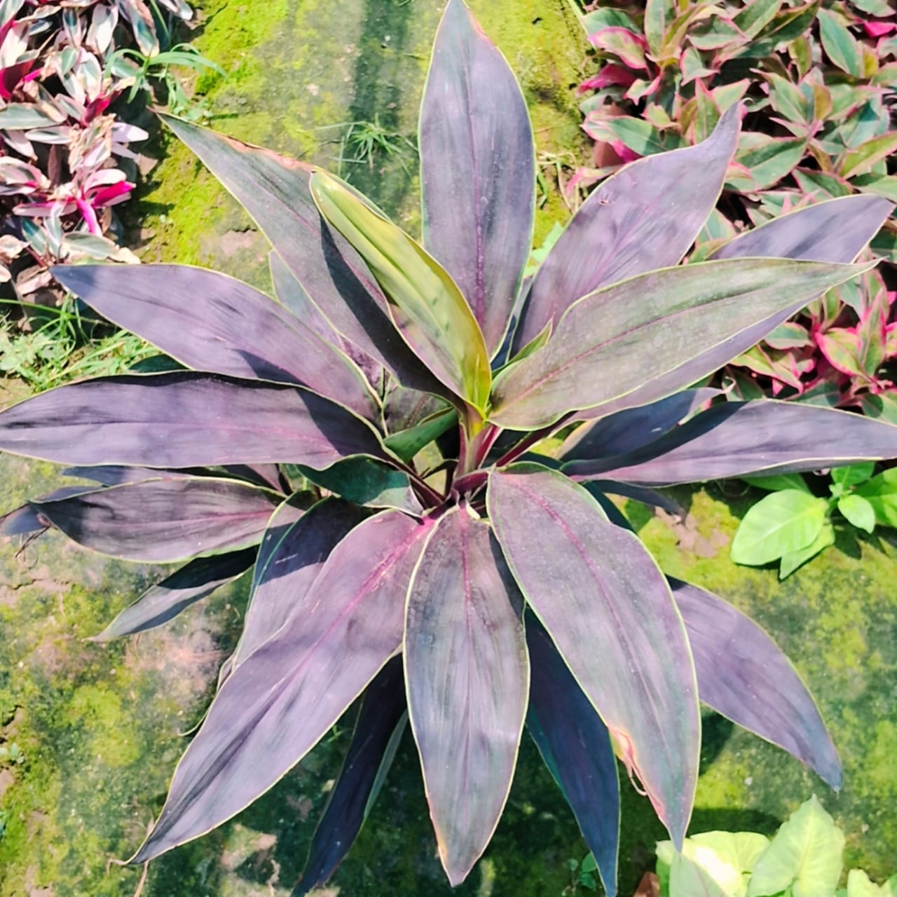 Dracaena hawaiian red plant in 8 inhc nursery pot Plantncr
