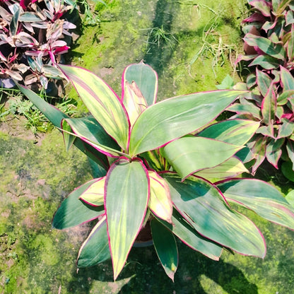 Dracaena oygencart plant in 8 inhc nursery pot Plantncr