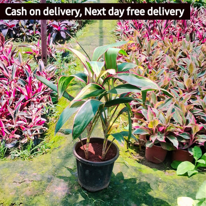 Dracaena oygencart plant in 8 inhc nursery pot Plantncr