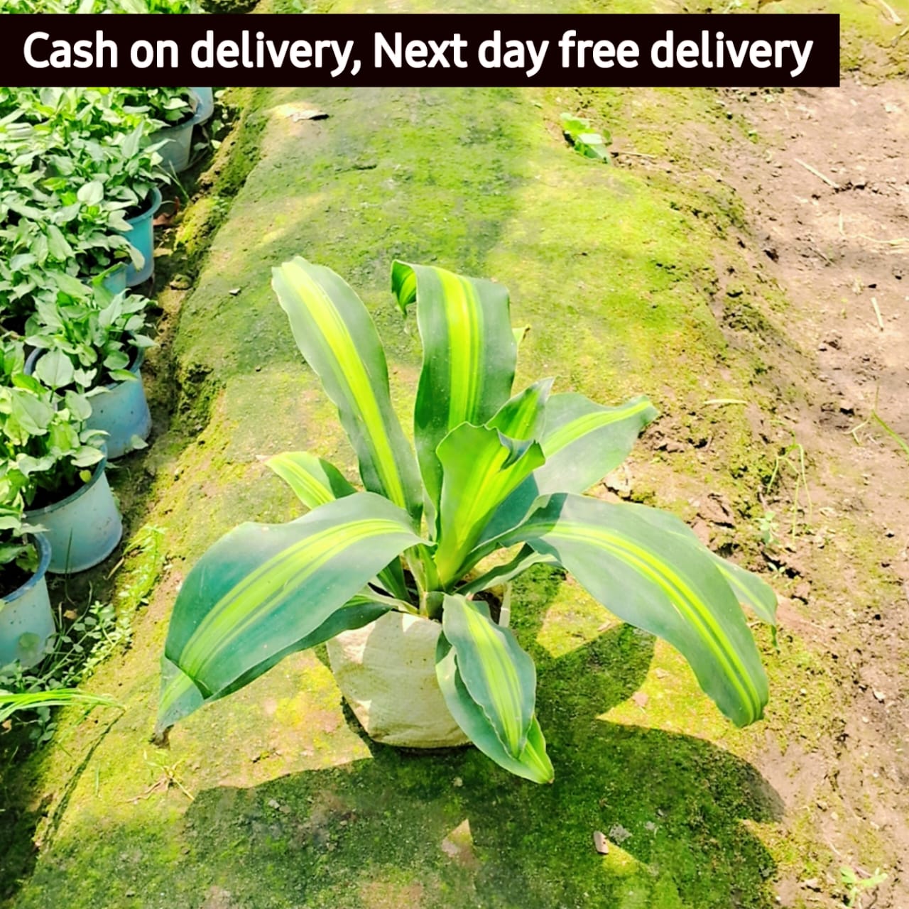 Dracaena fragrans plant in 6 inhc nursery bag Plantncr
