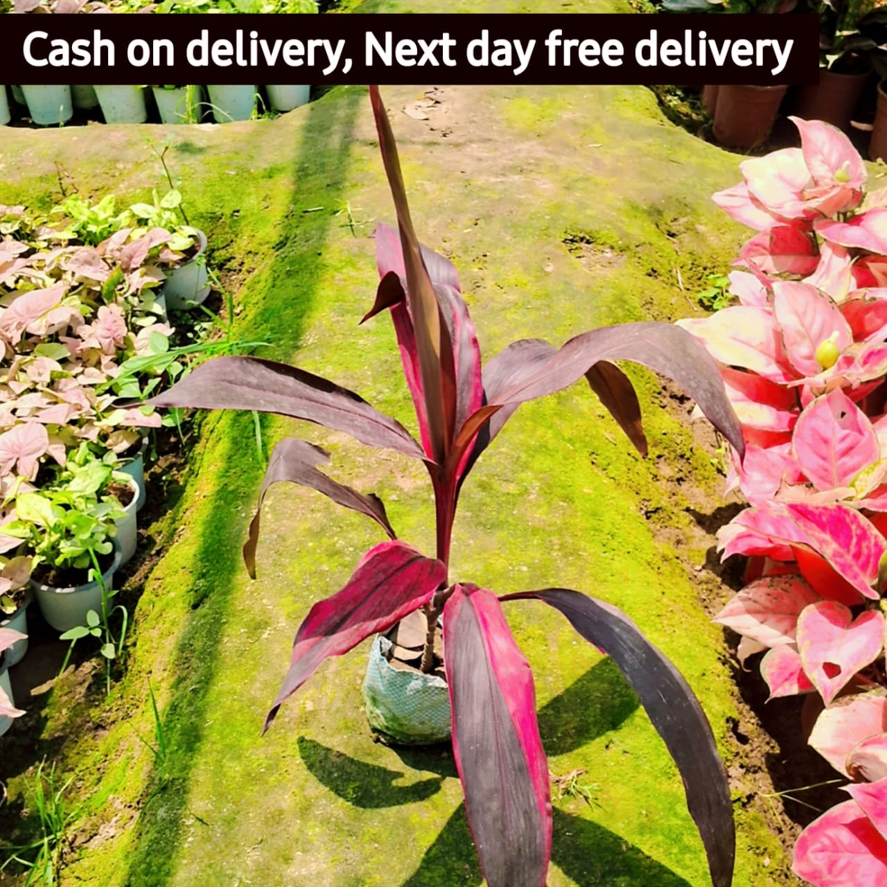 Dracaena rojia plant in 6 inh nursery bag Plantncr