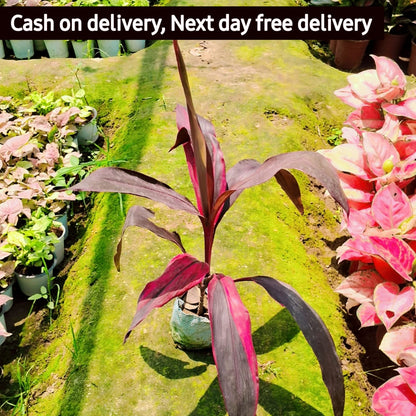 Dracaena rojia plant in 6 inh nursery bag Plantncr