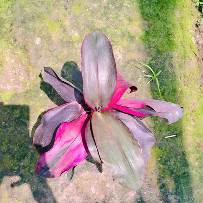 Dracaena Ruby big leaf plant in 6 inh nursery bag Plantncr