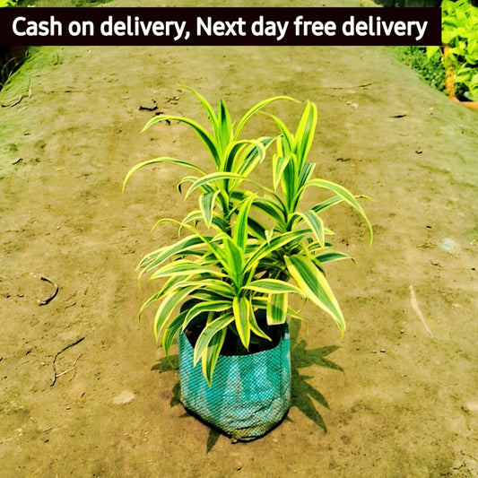 Dracaena fragrans plant in 8 inhc nursery pot (Copy) Plantncr