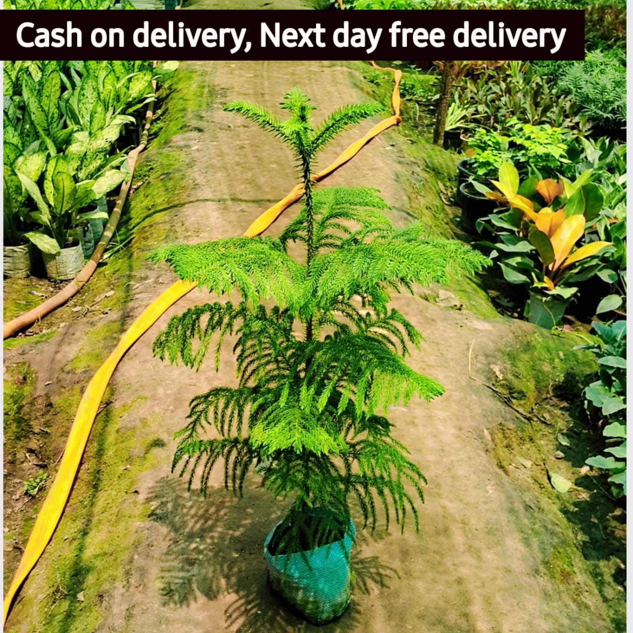 Christmas tree (Araucaria plant) in 8 inch nursery bag Plantncr