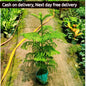Christmas tree (Araucaria plant) in 8 inch nursery bag Plantncr