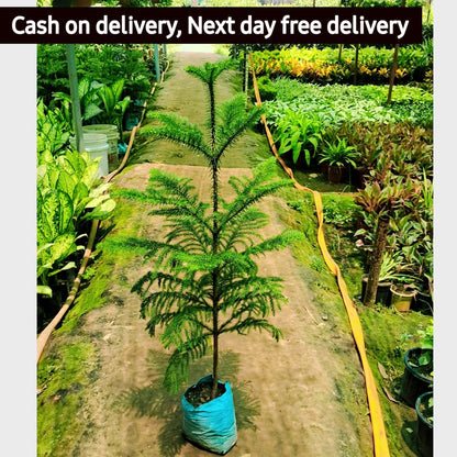 Christmas tree (Araucaria plant) in 10 inch nursery bag Plantncr