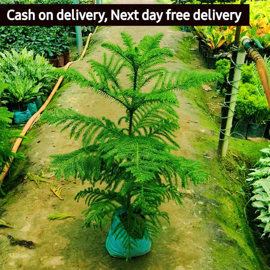 Christmas tree (Araucaria plant) in 6 inch nursery bag Plantncr