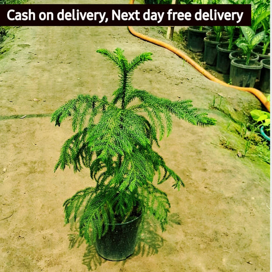 Christmas tree (Araucaria plant) in 6 inch mud pot (Copy) Plantncr
