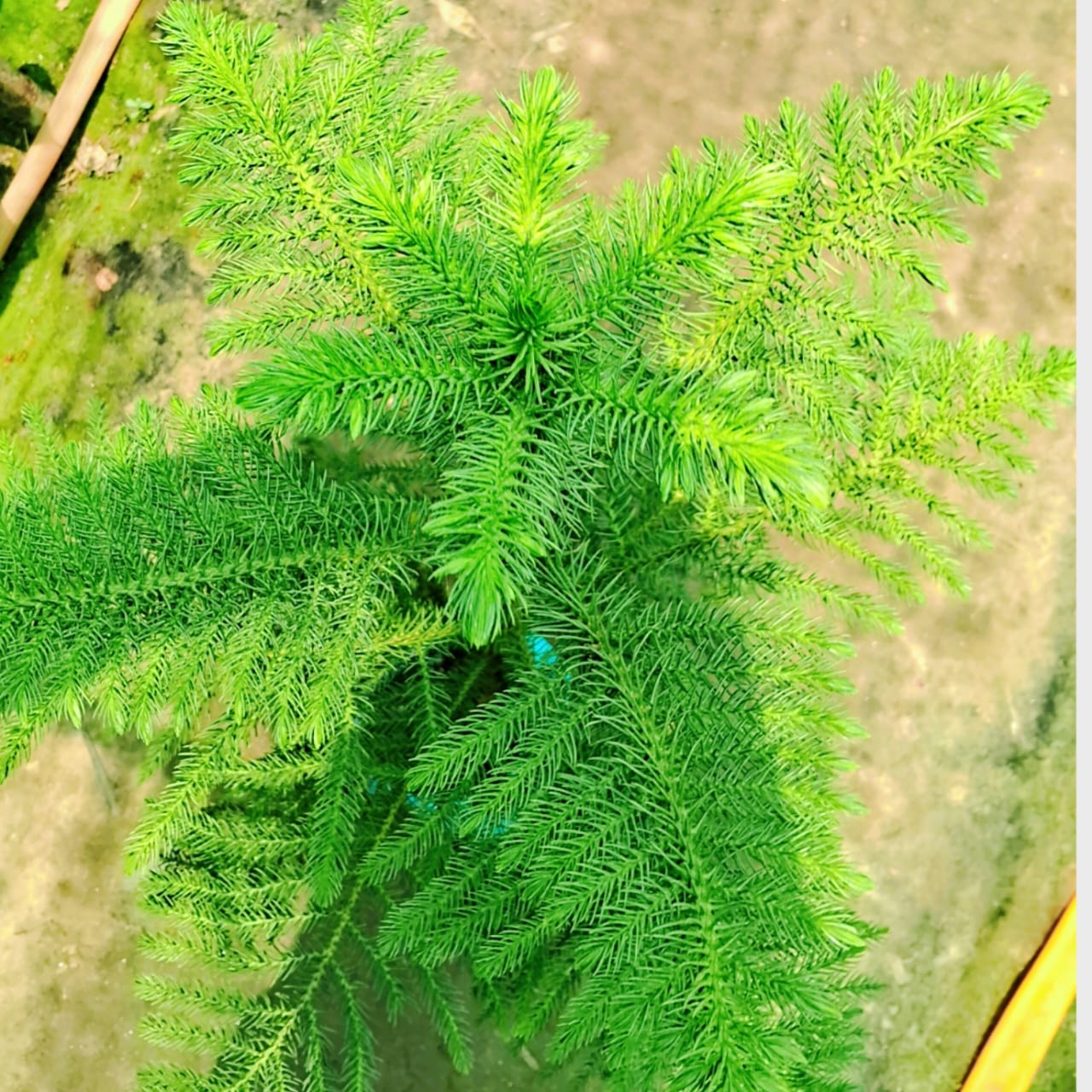 Christmas tree (Araucaria plant) in 10 inch nursery bag Plantncr