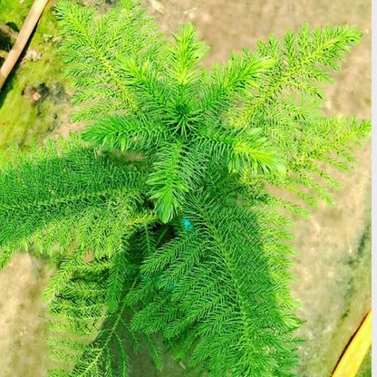 Christmas tree (Araucaria plant) in 10 inch nursery bag Plantncr