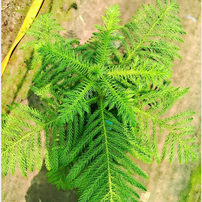 Christmas tree (Araucaria plant) in 8 inch nursery bag Plantncr